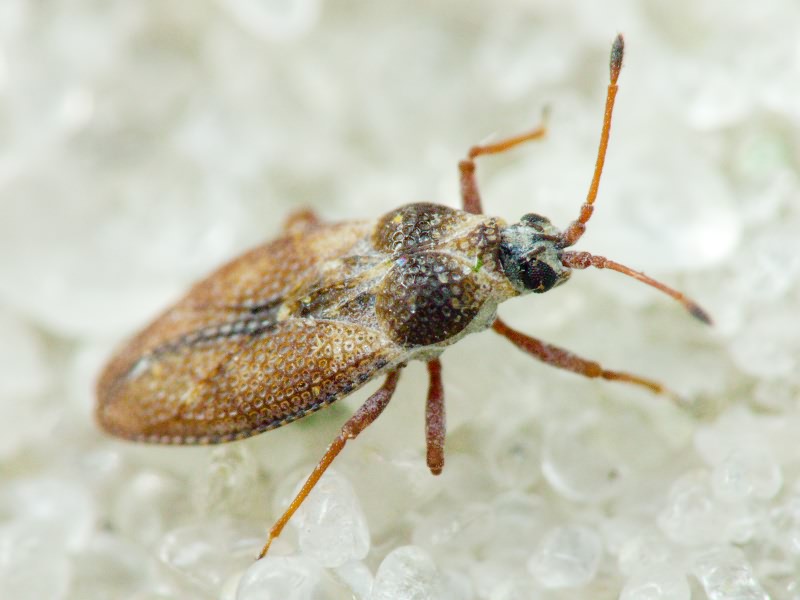 Oncochila simplex (Herrich-Schäffer, 1830)